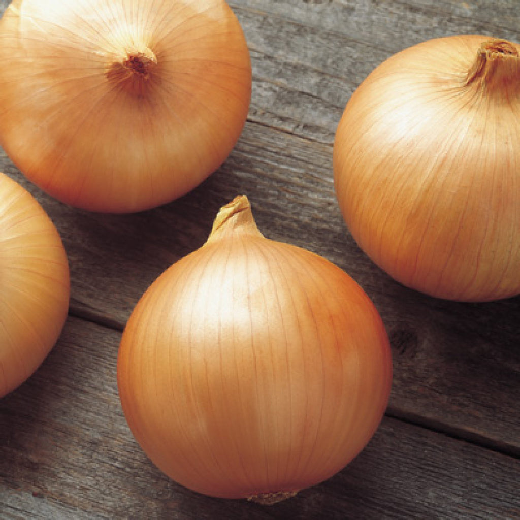 Onion Candy Hybrid • بصل الحلاو - plantnmore