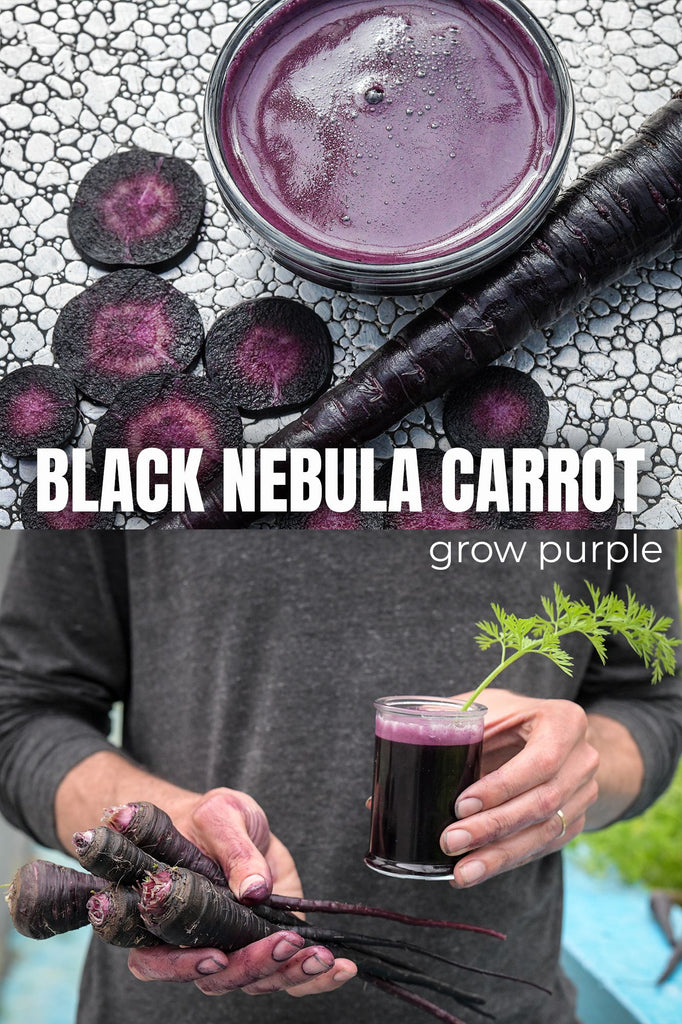 Carrot Black Nebula • جزر أسود - plantnmore