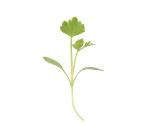 Parsley Microgreens • ميكروجرين بقدونس - plantnmore