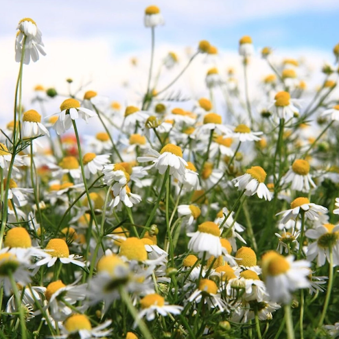 Chamomile Roman •  بابونج رومي زاحف - plantnmore
