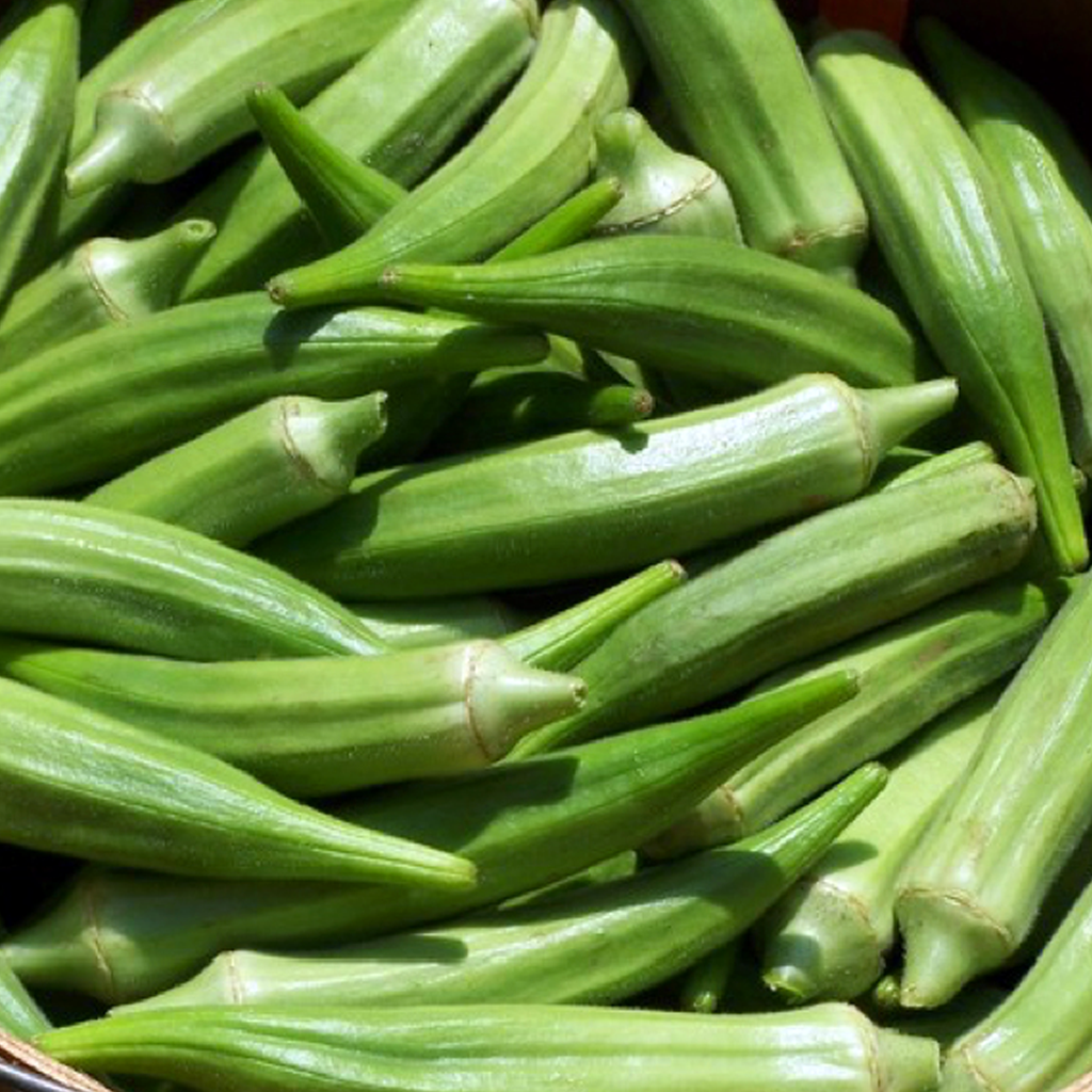 Okra Clemson Spineless • باميا - plantnmore