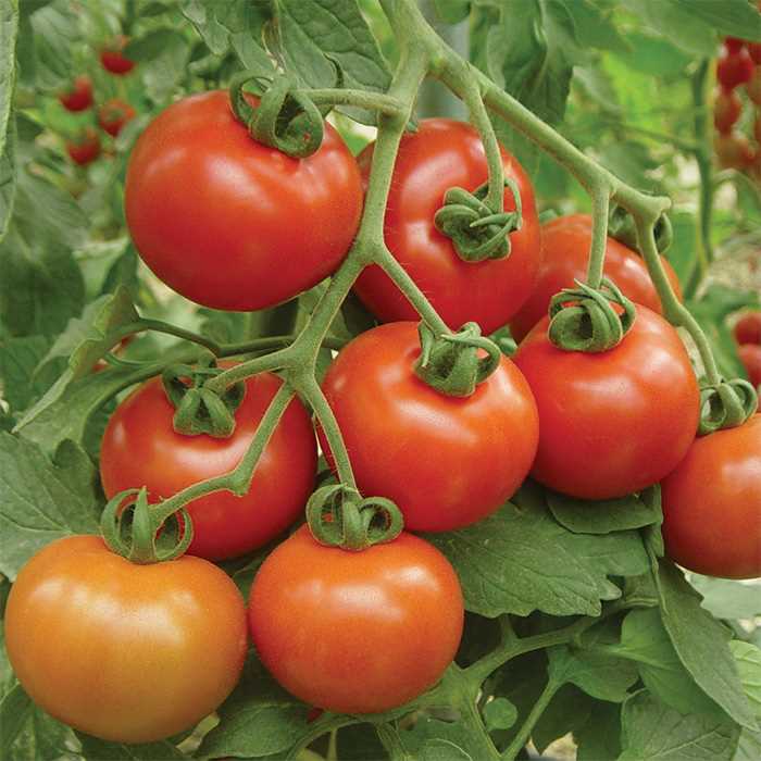 Tomato Better Boy Hybrid • طماط بتر بوي - plantnmore