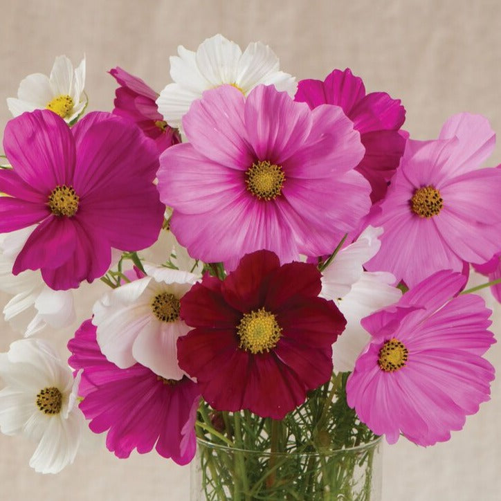 Cosmos Sensations Mix • كوزموس تشكيلة  الوان - plantnmore