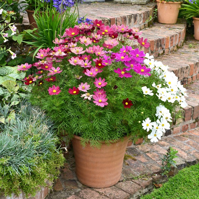 Cosmos Sensations Mix • كوزموس تشكيلة  الوان - plantnmore