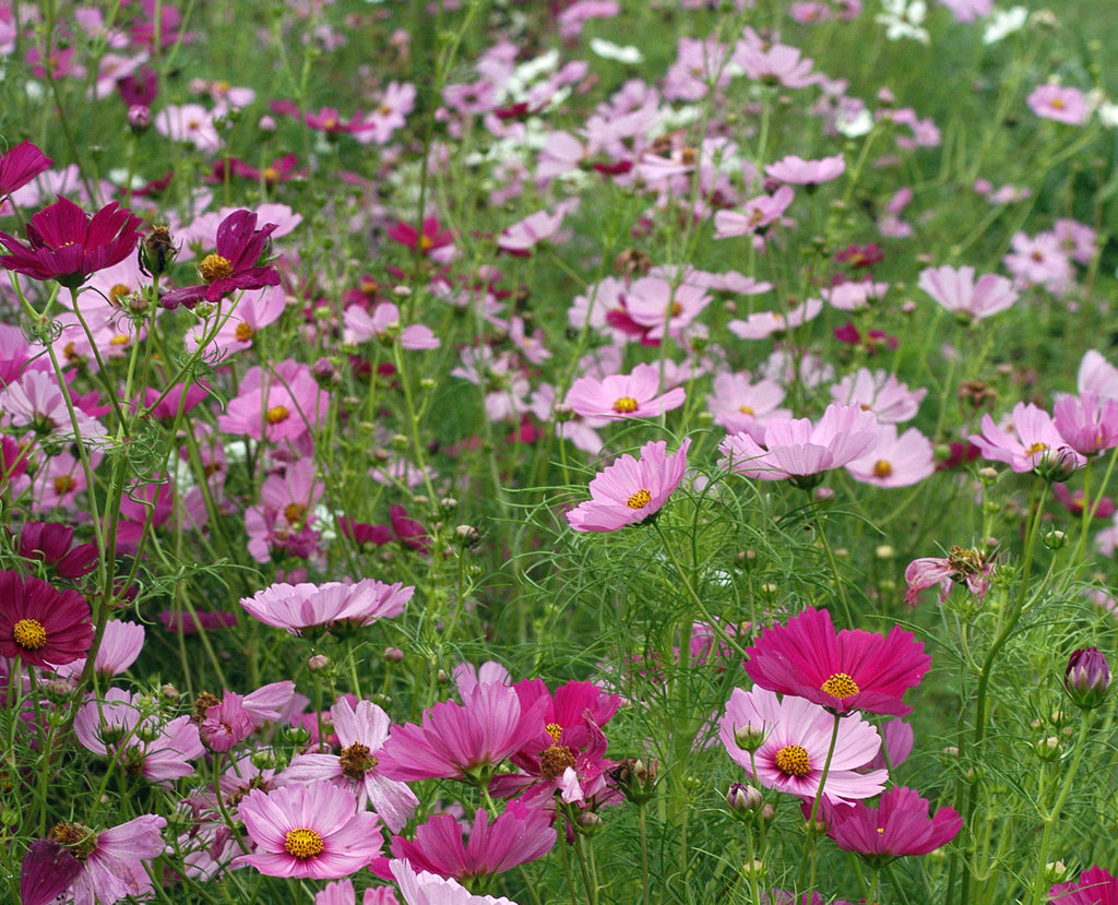 Cosmos Sensations Mix • كوزموس تشكيلة  الوان - plantnmore