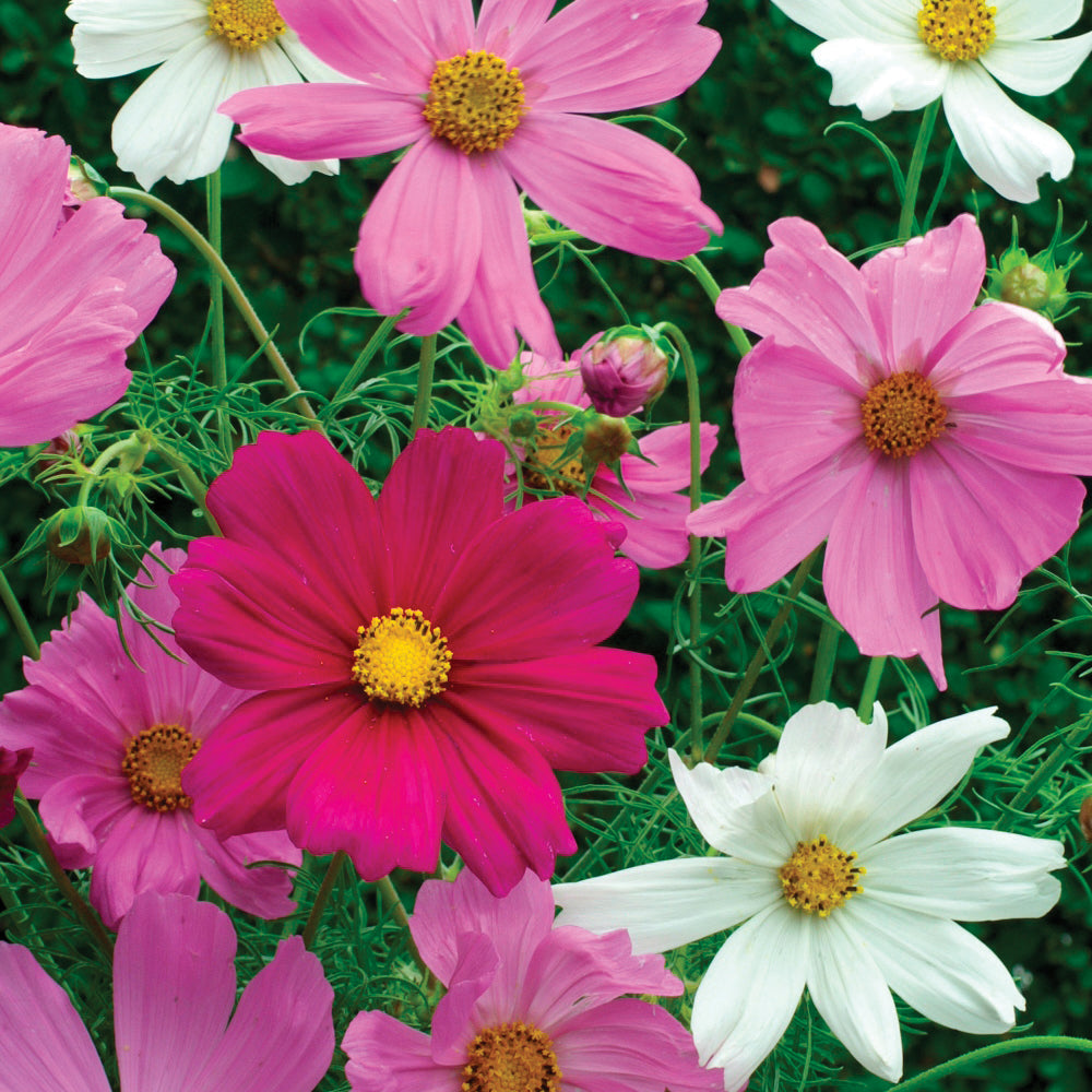 Cosmos Sensations Mix • كوزموس تشكيلة  الوان - plantnmore