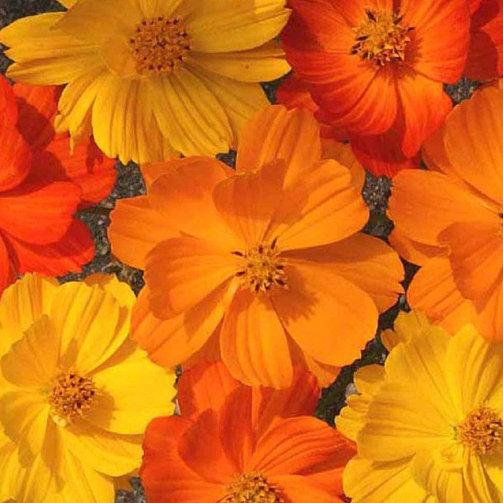 Cosmos Bright Lights • كوسموس ملون - plantnmore