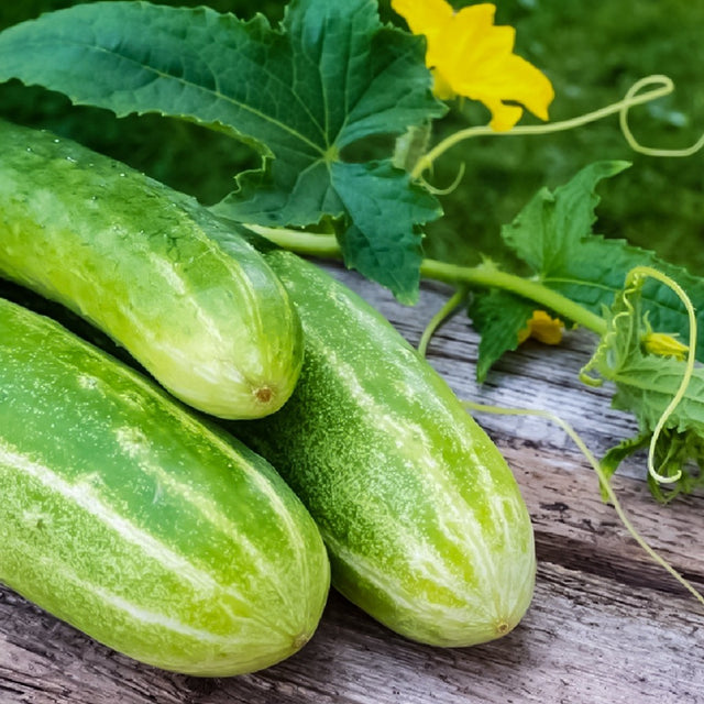 Double Yield Cucumber  • خيار دبل الحصاد - plantnmore