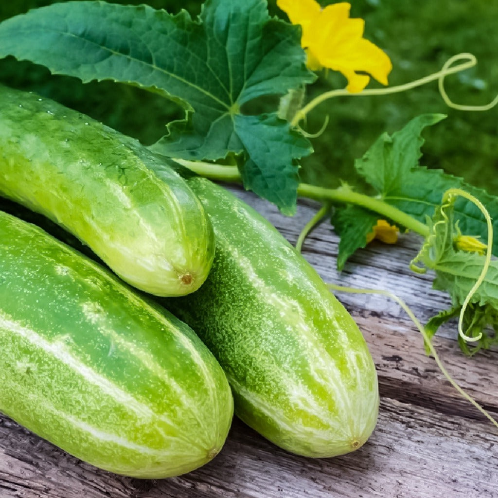 Double Yield Cucumber  • خيار دبل الحصاد - plantnmore