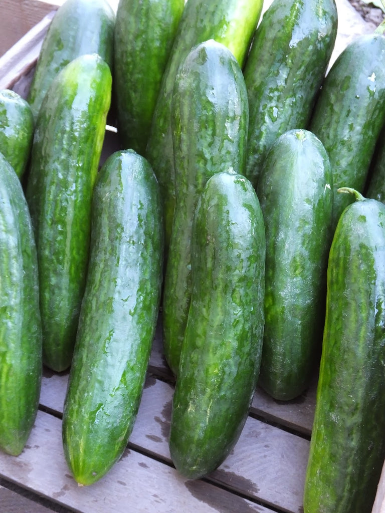 Cucumber Beit Alpha • خيار لبناني - plantnmore