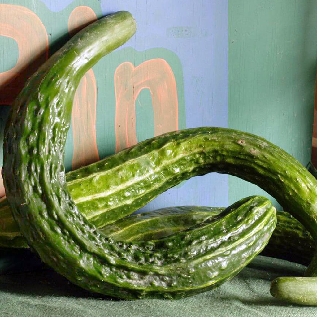 Suyo Long Cucumber  • خيار مخطط طويل - plantnmore