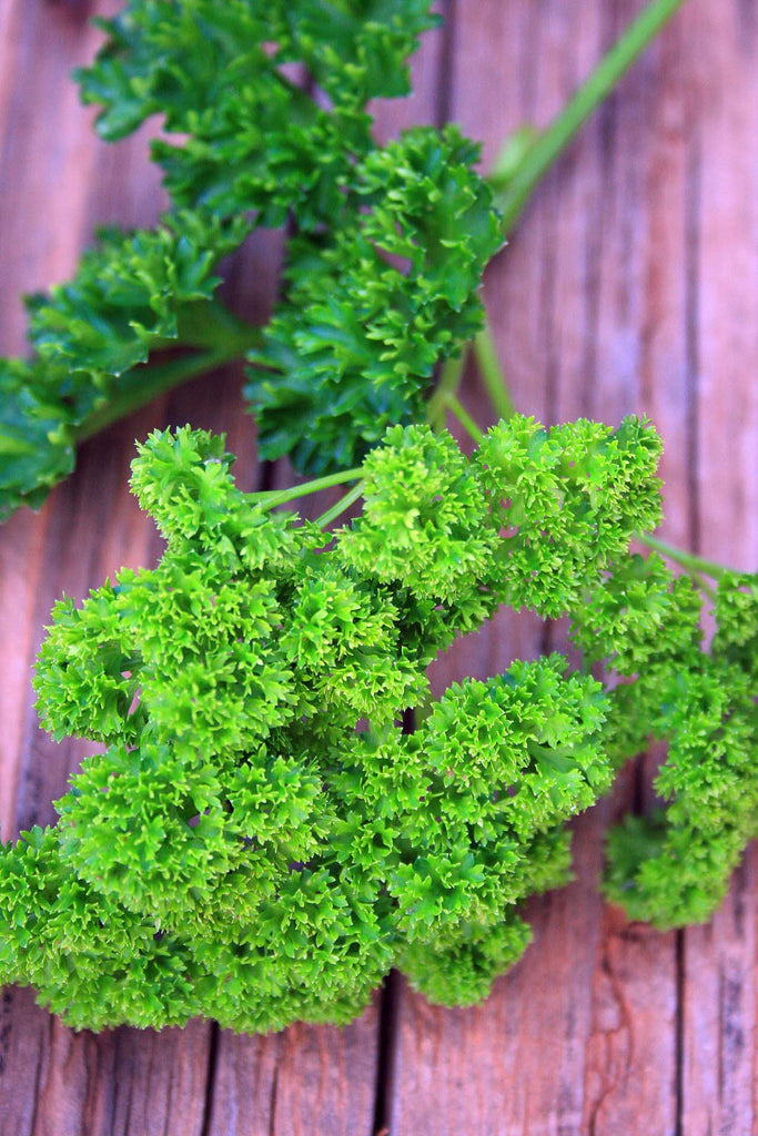 Curly Parsley • بقدونس مجعد - plantnmore