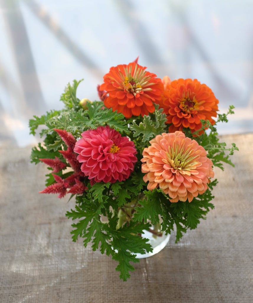 Zinnia Dahlia Flowered Mixture • تشكيلة الزينيا الشبيهة بالداليا - plantnmore