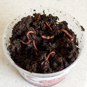 Live Earthworms +30