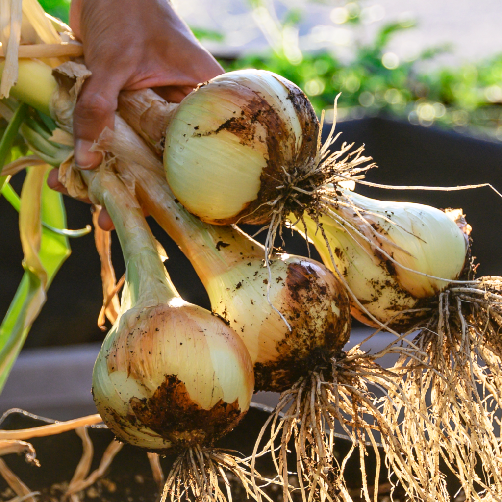 Onion Candy Hybrid • بصل الحلاو - plantnmore