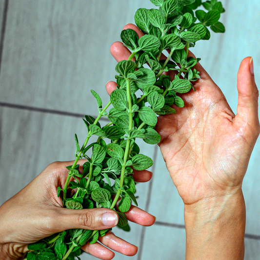 Zaatar Plant Small