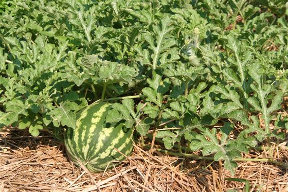 Watermelon Crimson Sweet (o) • بطيخ احمر سكري - plantnmore
