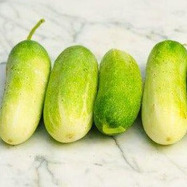 Double Yield Cucumber  • خيار دبل الحصاد - plantnmore