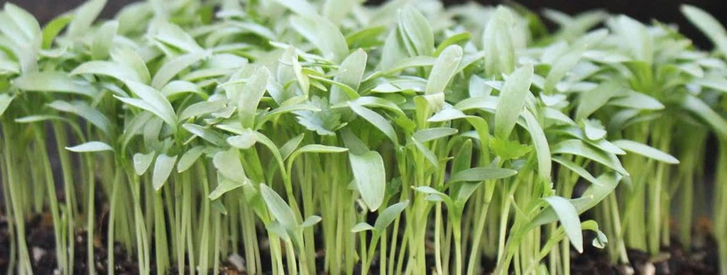 Cilantro Microgreens • ميكروجرين كزبرة - plantnmore