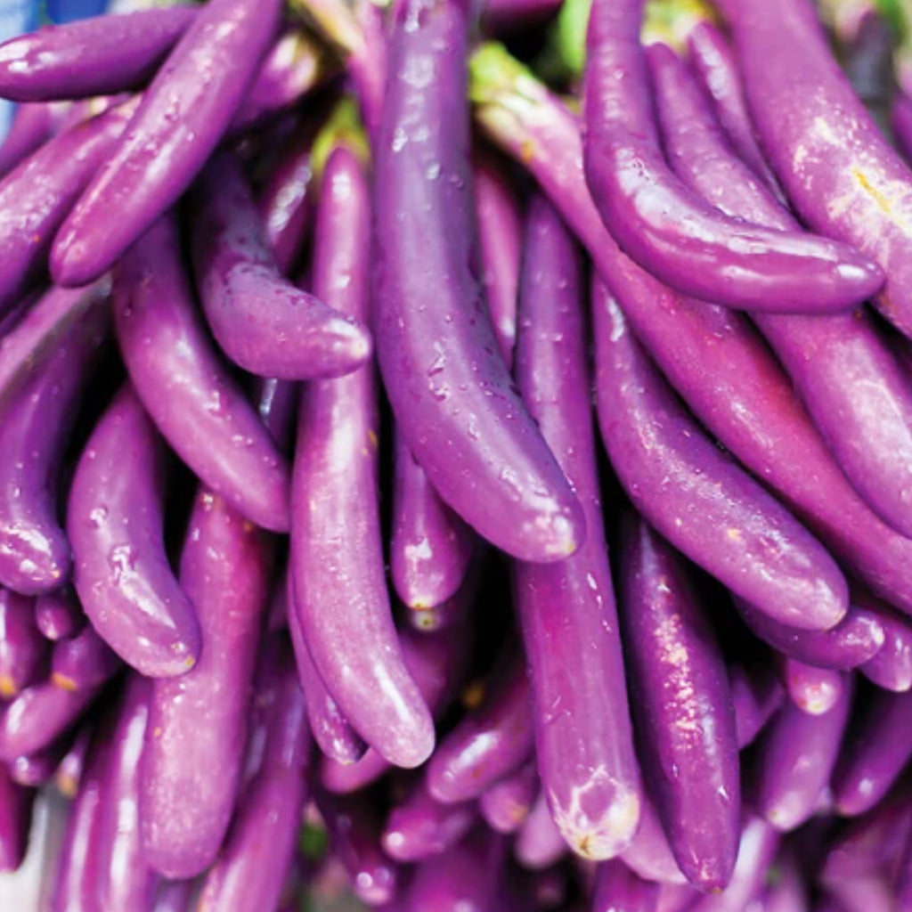 Ping Tung Long Eggplant • باذنجان طويل - plantnmore