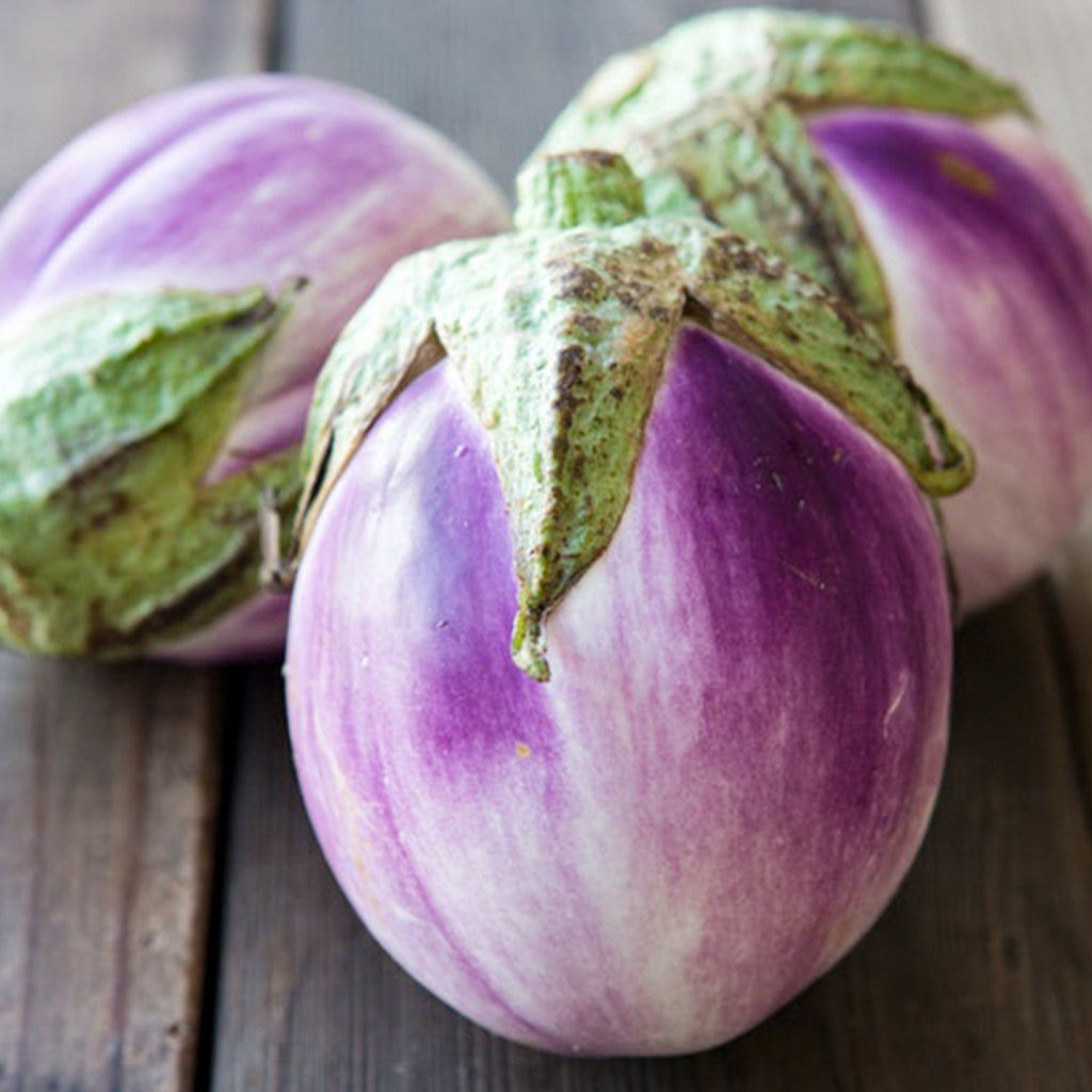 Eggplant Rosa Bianca • باذنجان فاتح - plantnmore