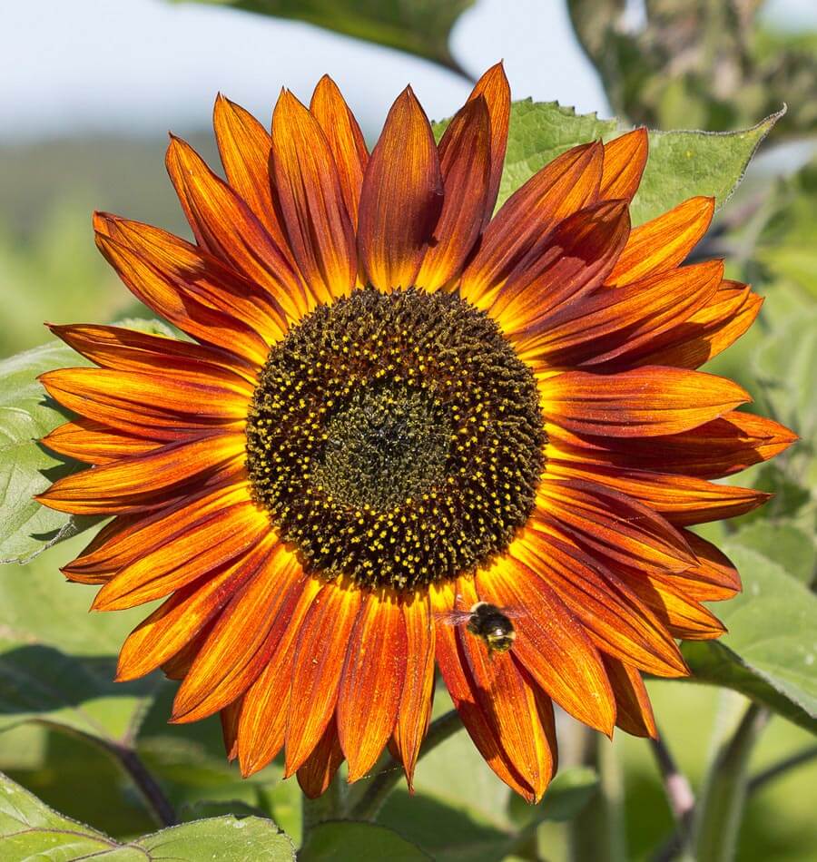 Sunflower Velvet Queen • دوار الشمس المخملي الملكي - plantnmore
