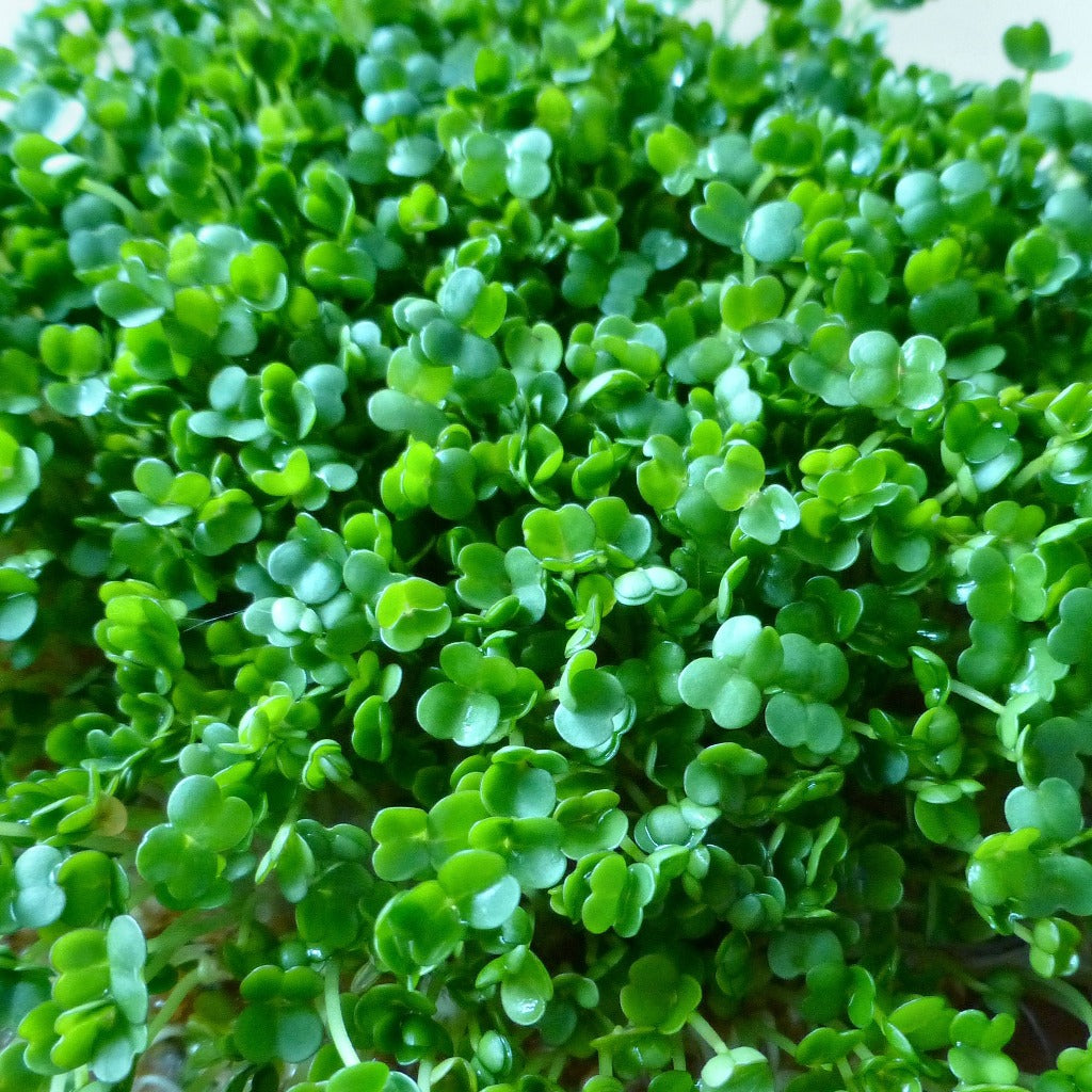 Chia Microgreens • ميكروجرين شيا - plantnmore