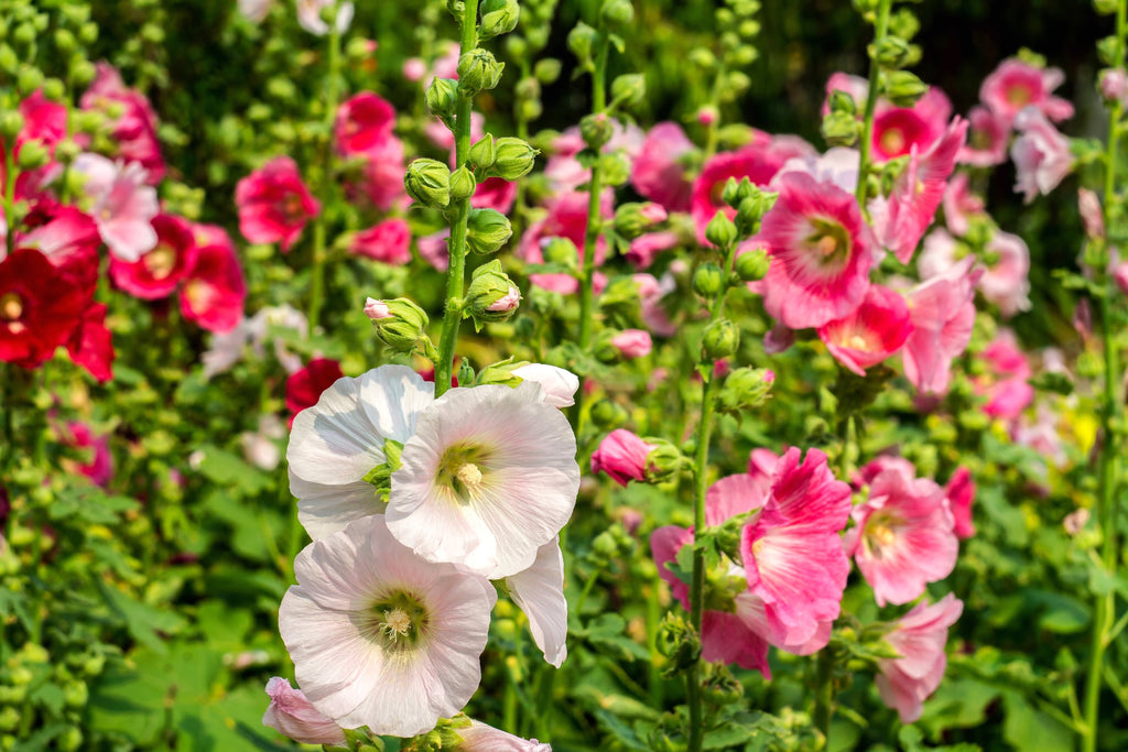 Hollyhock Summer Carnival • زهور الختمية - plantnmore
