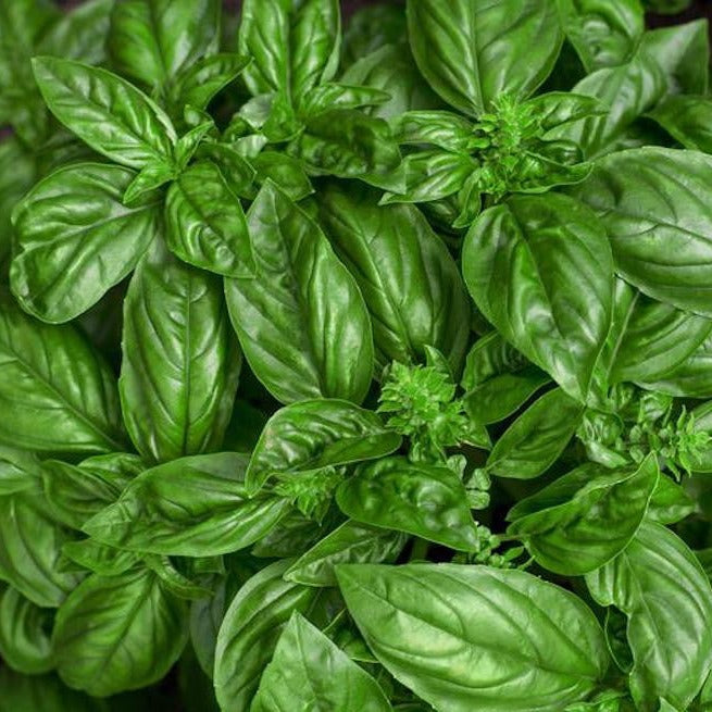 Genovese Basil Plant