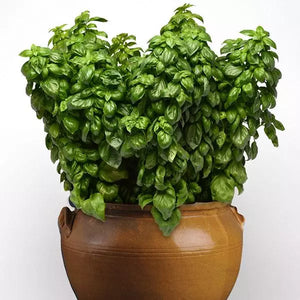 Genovese Basil Plant