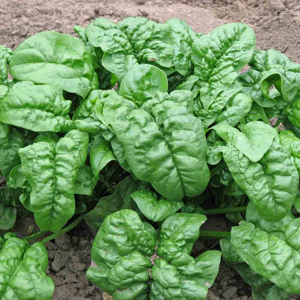 Spinach Giant Nobel • سبانخ عملاق - plantnmore