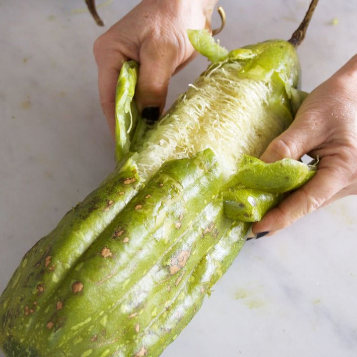 Gourd Luffa Sponge • قرع الليفه - plantnmore