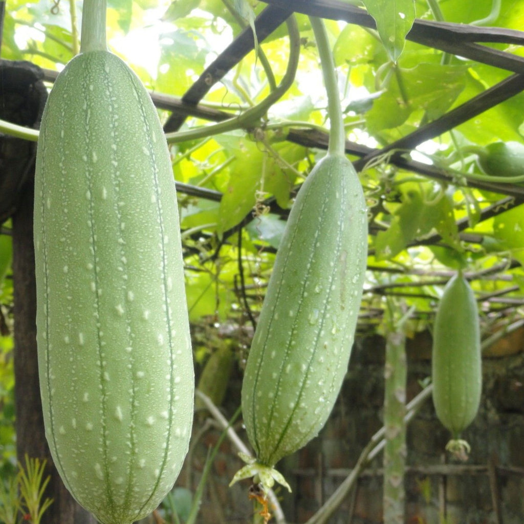 Gourd Luffa Sponge • قرع الليفه - plantnmore