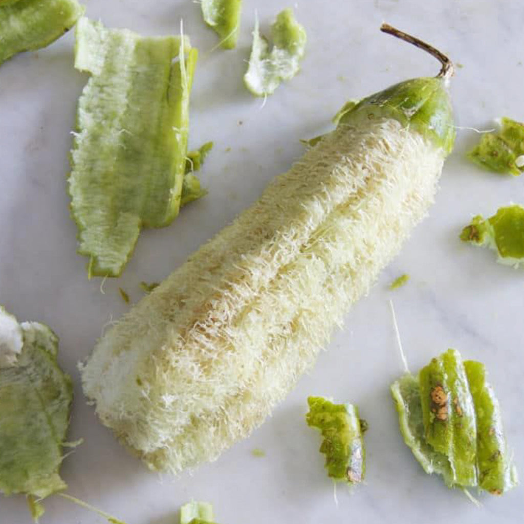 Gourd Luffa Sponge • قرع الليفه - plantnmore