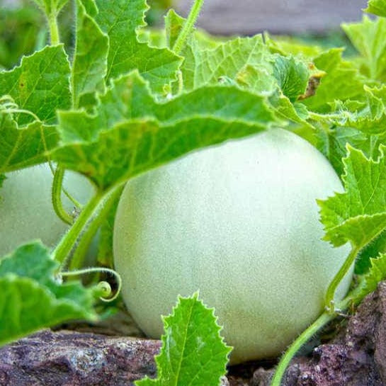 Honeydew Melon • شمام عسلي - plantnmore