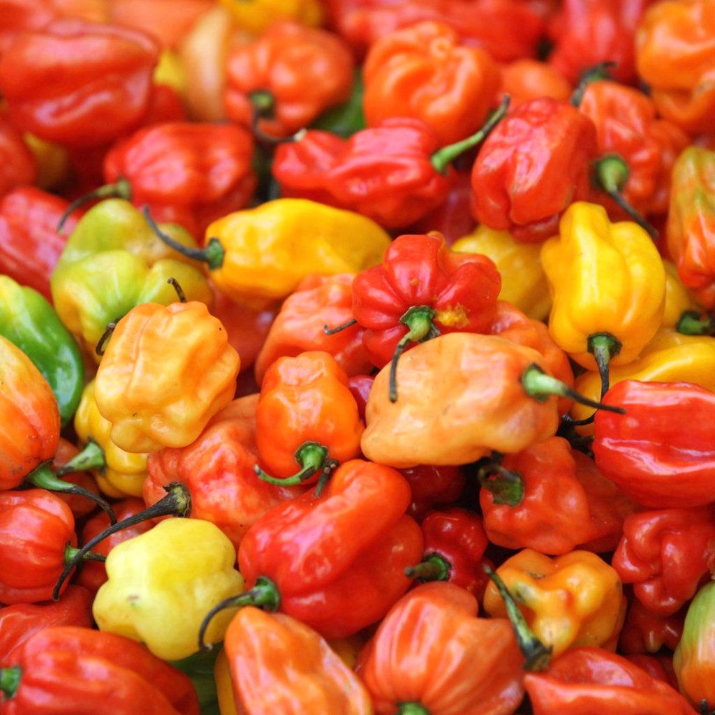 Pepper Habanero • فلفل هابانيرو حار - plantnmore