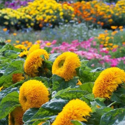 Sunflower Teddy Bear • دوار الشمس ذو الفرو - plantnmore