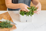 Herb Keeper • حافظة الأعشاب - plantnmore