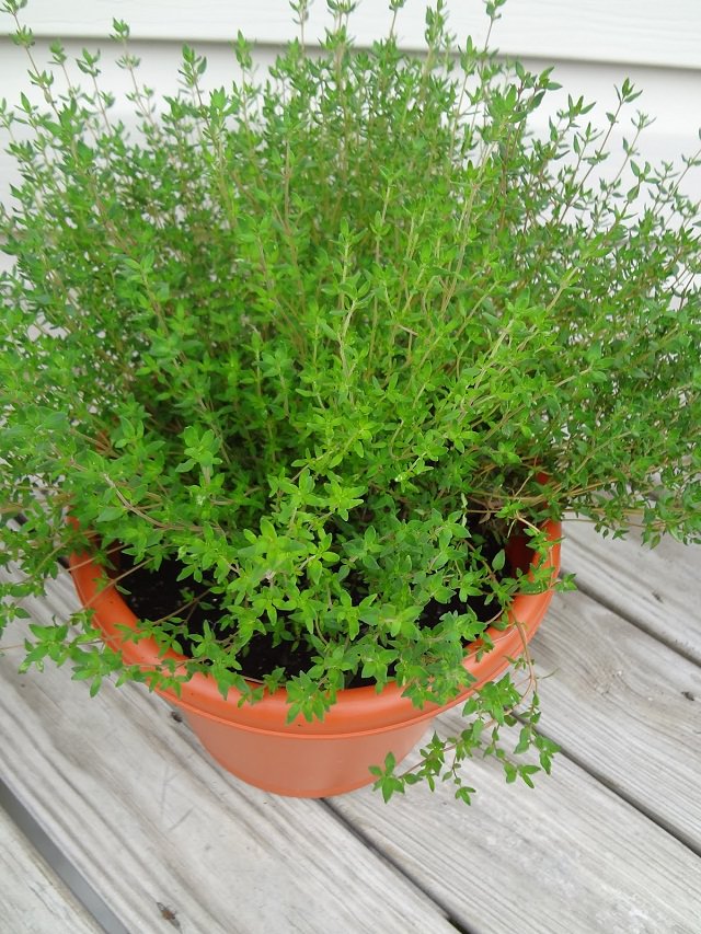 Thyme (o)• زعتر - plantnmore