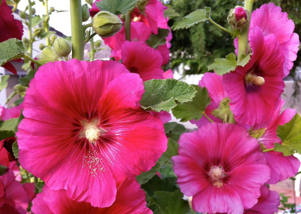 Hollyhock Summer Carnival • زهور الختمية - plantnmore