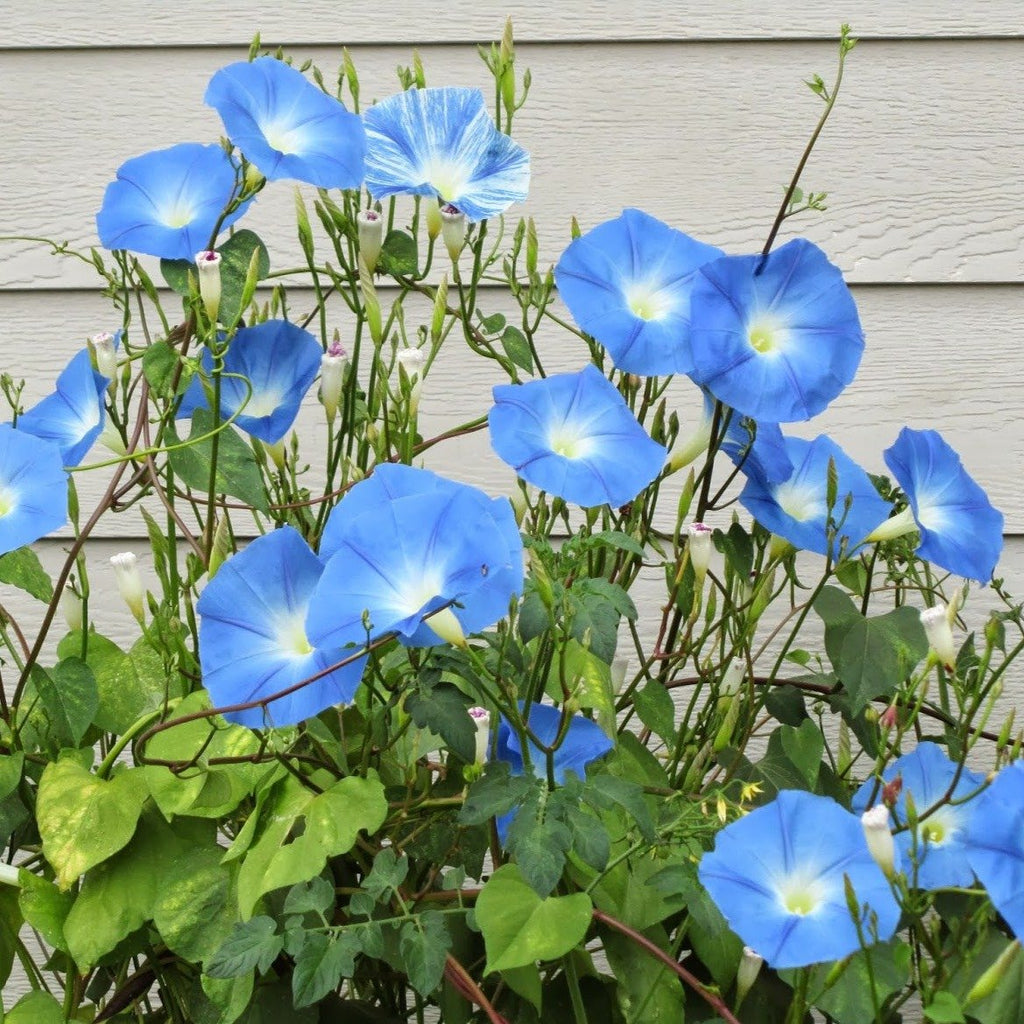 Morning Glory Heavenly Blue  • زهرة مجد الصباح - plantnmore
