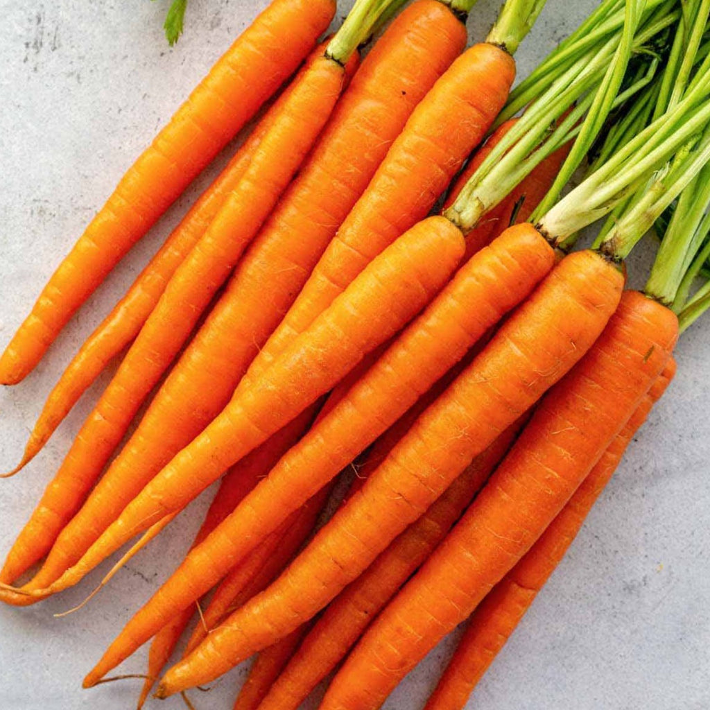 Carrot Imperator • جزر طويل - plantnmore