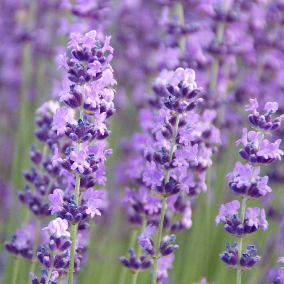 Lavender Spike • لافندر مدبب - plantnmore