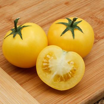 Tomato Lemon Boy Hybrid • طماط ليوموني اصفر - plantnmore