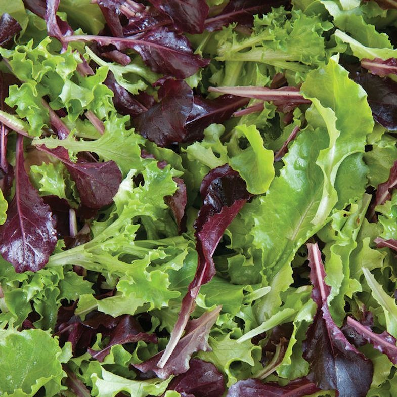 Lettuce Heatwave Mix • خلطة خس مقاومة للدفئ - plantnmore