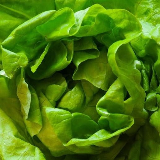 Lettuce Summer Bibb • خلطة خس مقاومة للدفئ - plantnmore