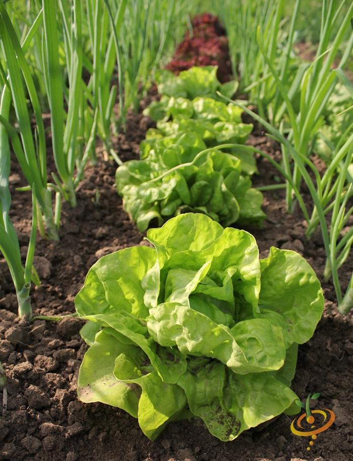 Lettuce All Year Round • خس طول العام - plantnmore