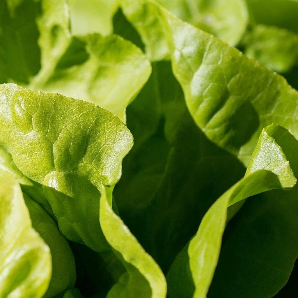Lettuce All Year Round • خس طول العام - plantnmore