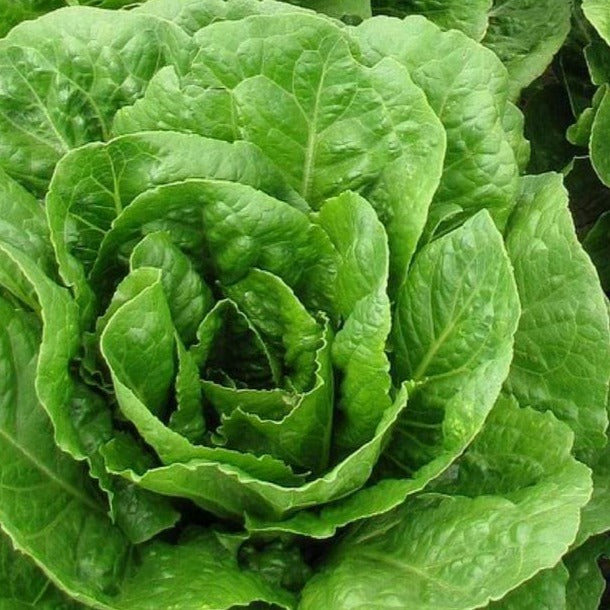 Lettuce All Year Round • خس طول العام - plantnmore