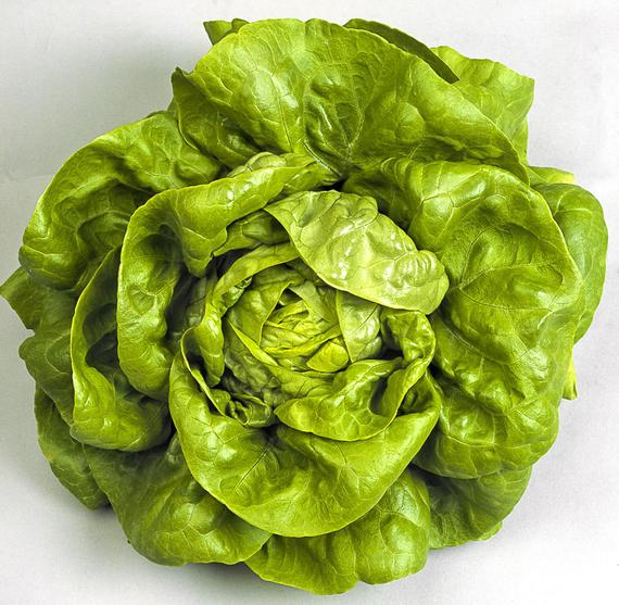 Lettuce All Year Round • خس طول العام - plantnmore